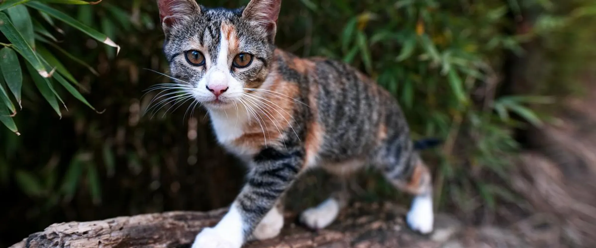 Cover for ur not him