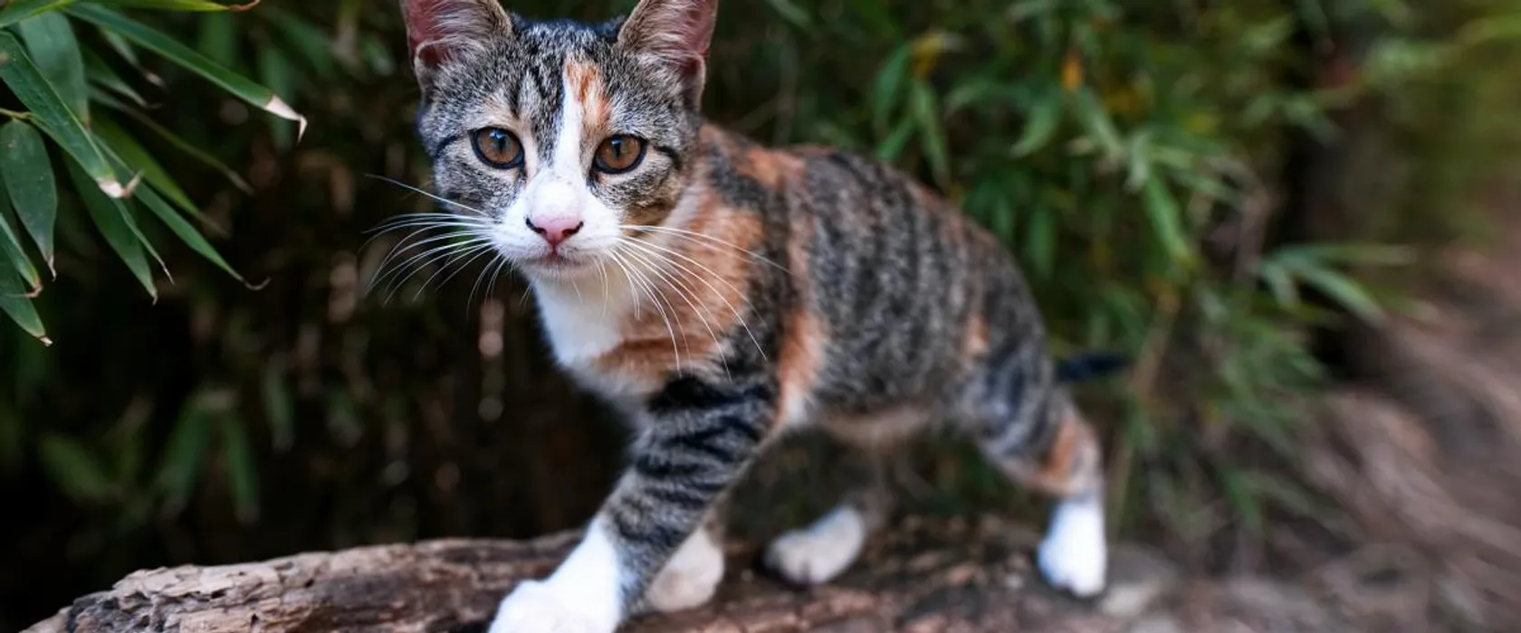 Cover for ur not him